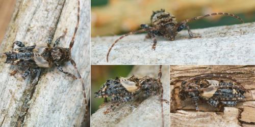 Réf. 311 593 : Pogonocherus hispidus